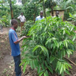 A_recovered_coffee_tree_from_coffee-twig_borer_has_flowered